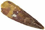 Fossil Spinosaurus Tooth - Real Dinosaur Tooth #305599-1